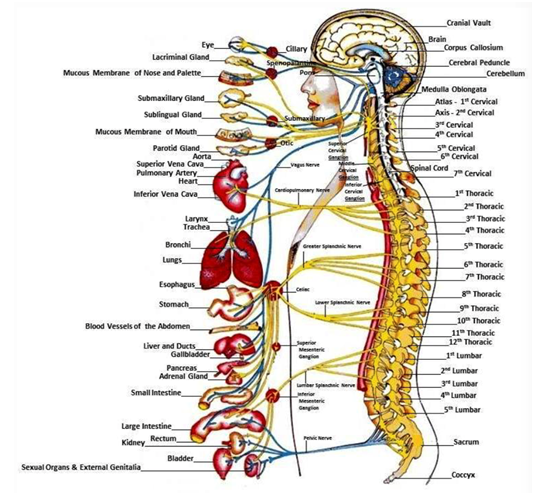 What proper posture is? – BAX-U